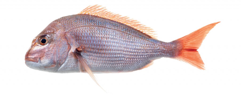 new zealand river fish species