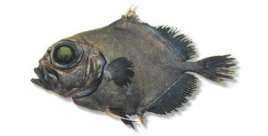 Black Oreo Dory | Fish Species of New Zealand