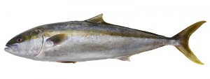 Kingfish | Fish Species of New Zealand